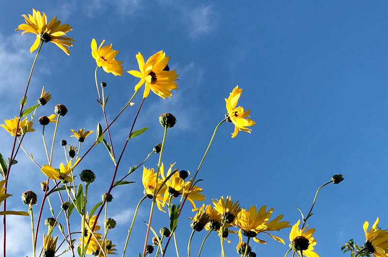 Kss_Herbstblumen_kl